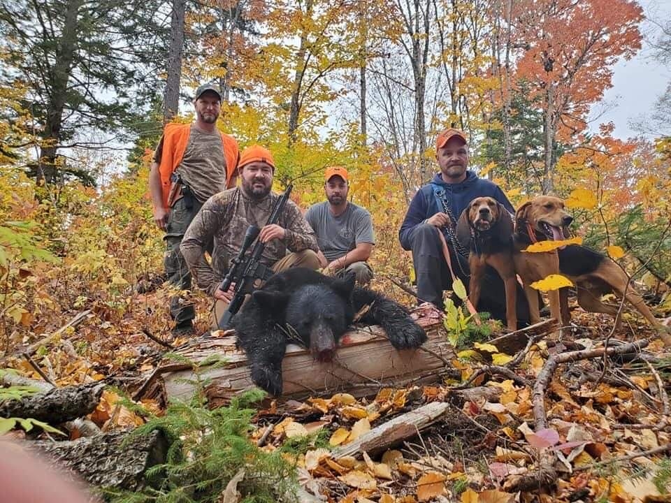 Guided Maine Black Bear Hunts with Hounds Maine Bear Hunting Guide